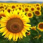 CE_Summer_Sunflower_maincolumn